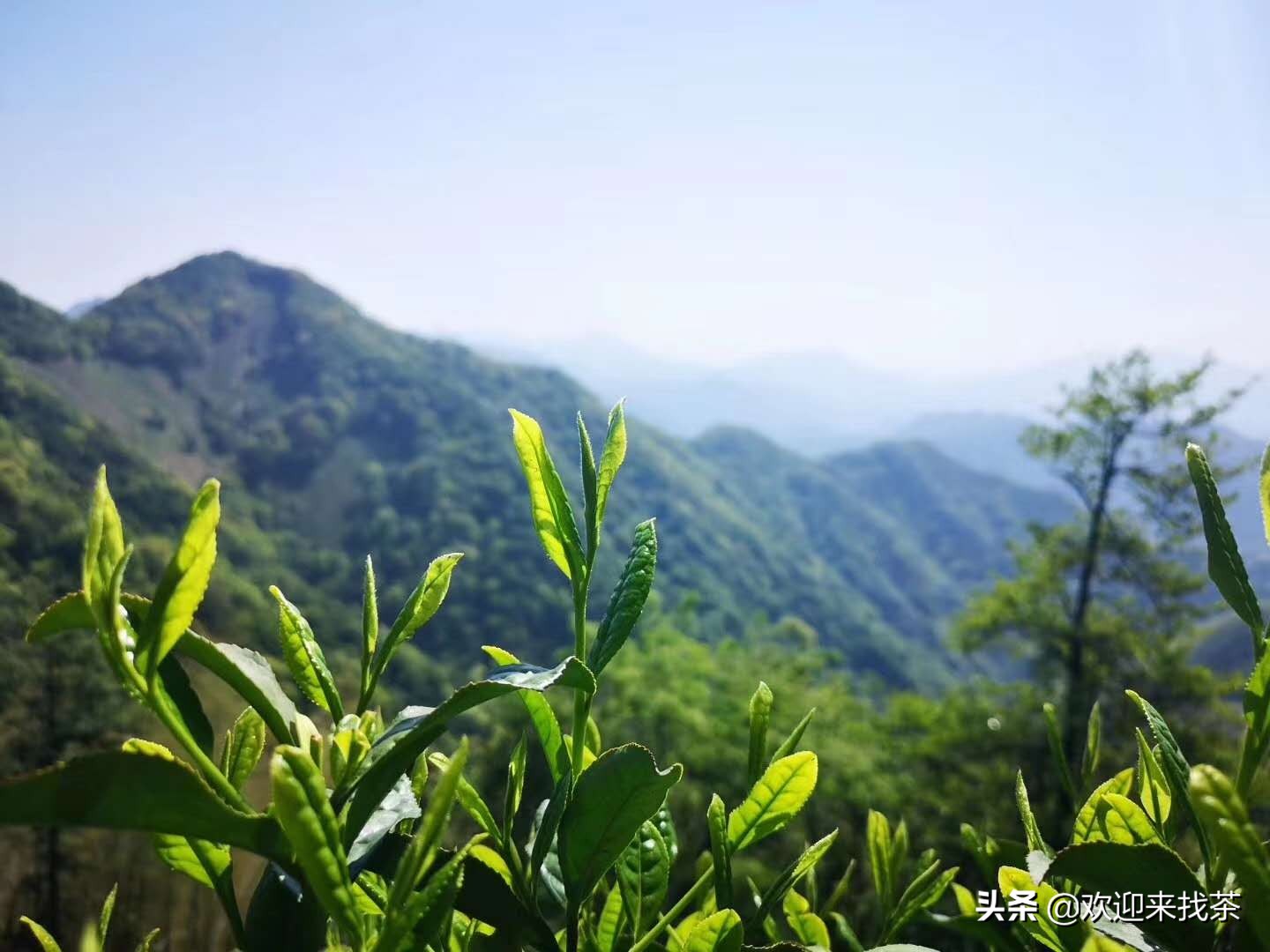 安徽猴魁茶图片的介绍（安徽茶叶的天花板）