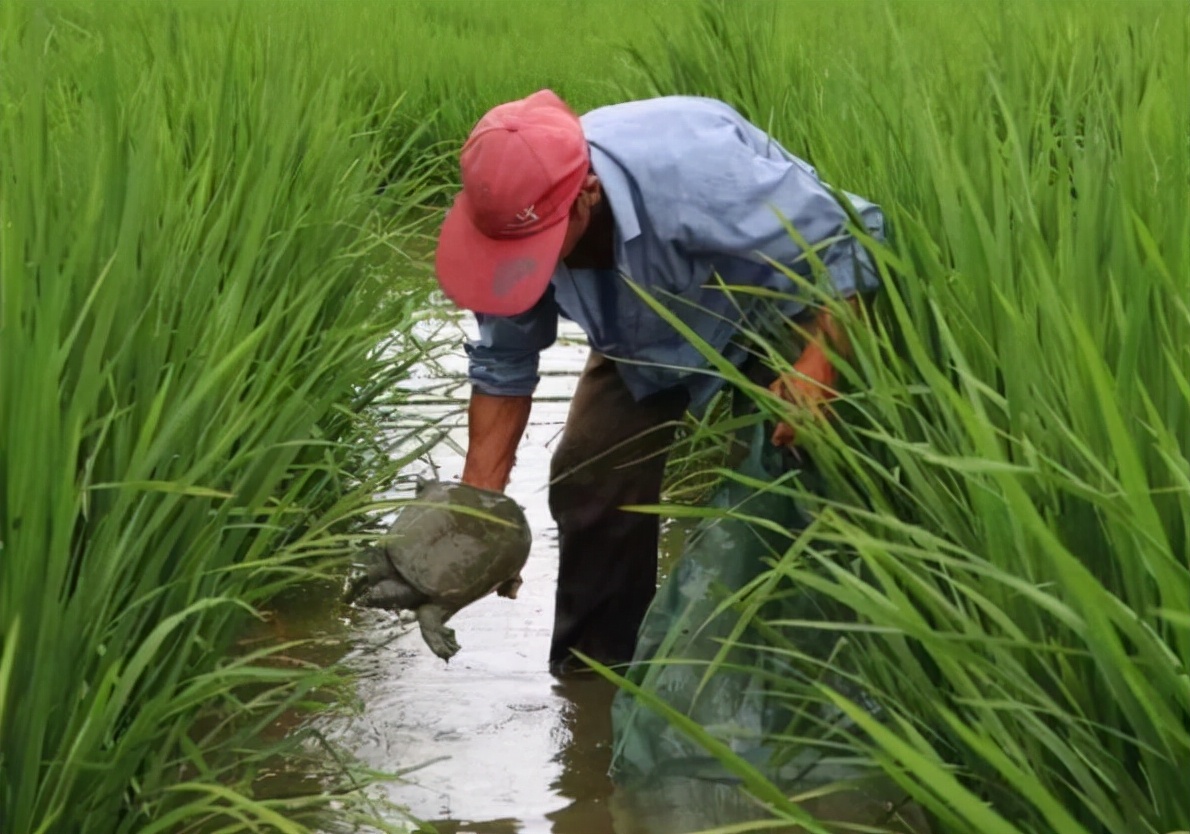 甲魚：過去河邊常遇到，如今主要靠養(yǎng)殖，畝產(chǎn)千斤產(chǎn)值卻近10萬元