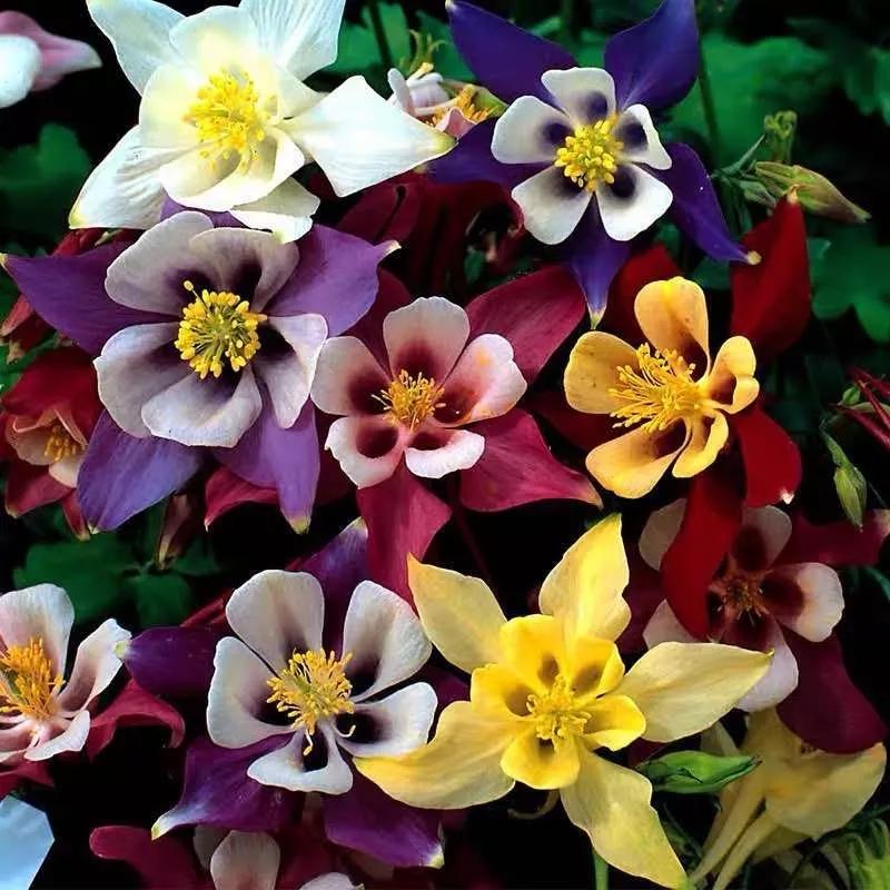 花朵美图｜温柔甜美的初吻、大丽花、耧斗菜花朵合集160张