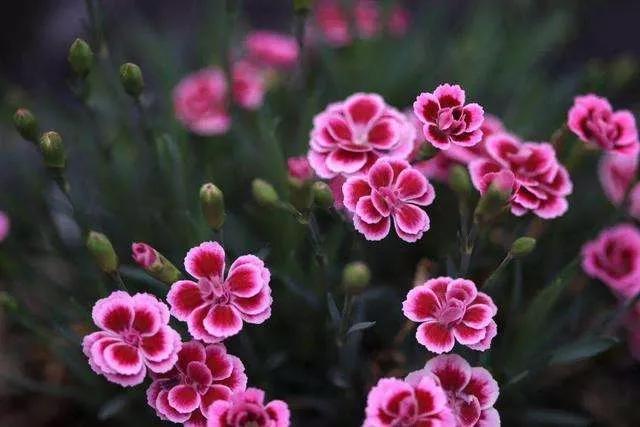 花朵美图｜温柔甜美的初吻、大丽花、耧斗菜花朵合集160张