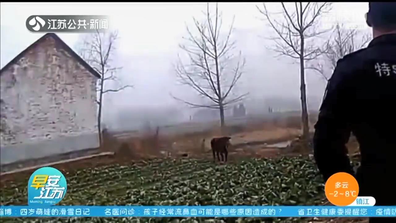 盐城滨海：&ldquo;惊牛&rdquo;乱窜伤人 特警果断击毙除隐患