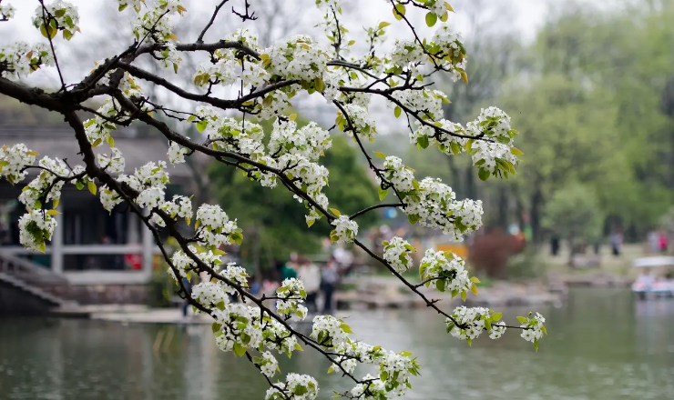 「诗词鉴赏」春门俱是看花人，十二首看花的诗词，看尽春花烂漫