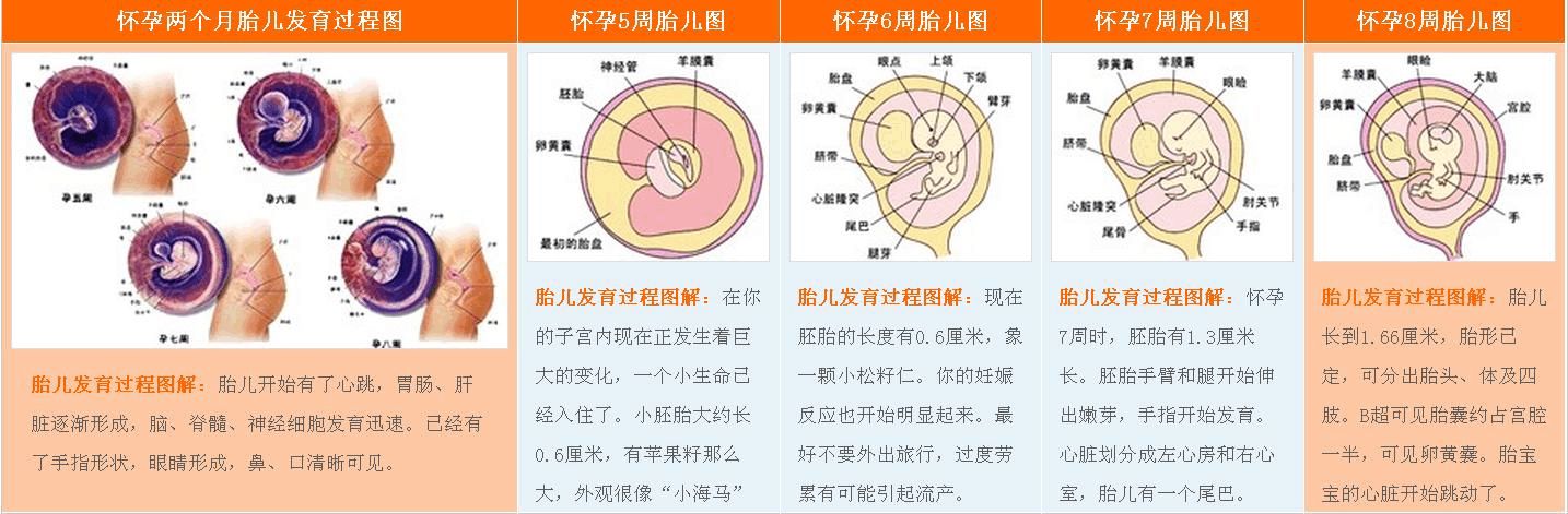 箕代贫、斗寓富、断掌的智慧高？中科院最新研究揭开指纹基因奥秘