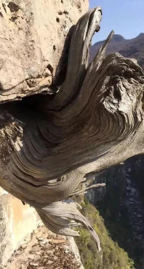 传说中的辟邪“神木”一一雷击木