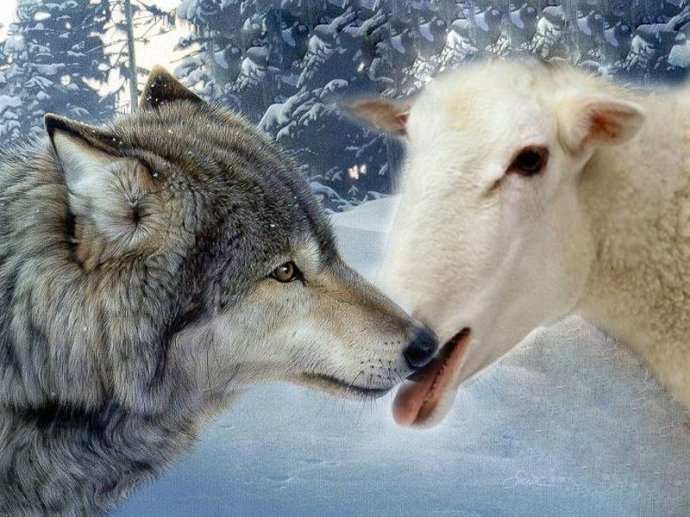 新疆小狼子吃母羊奶长大，每天和羊群玩耍，上演真狼喜欢羊