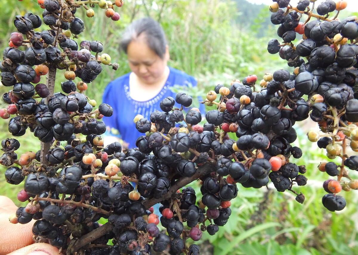 银杏属于什么种类水果常见但有毒的8种水果很多人常吃吃的时候多注意