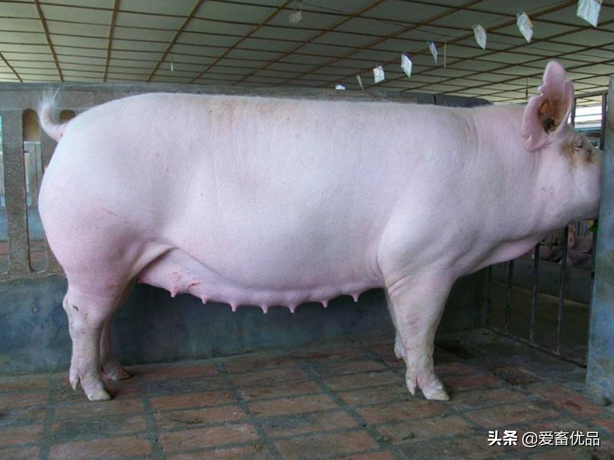 母猪超过预产期仍没有生产，该怎么处理？这些因素别忽视