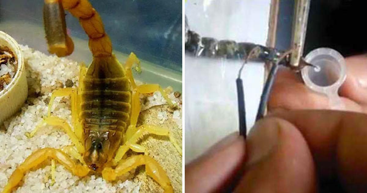 10大毒王之一:以色列金蝎,1l毒液6558万,为啥如此昂贵?