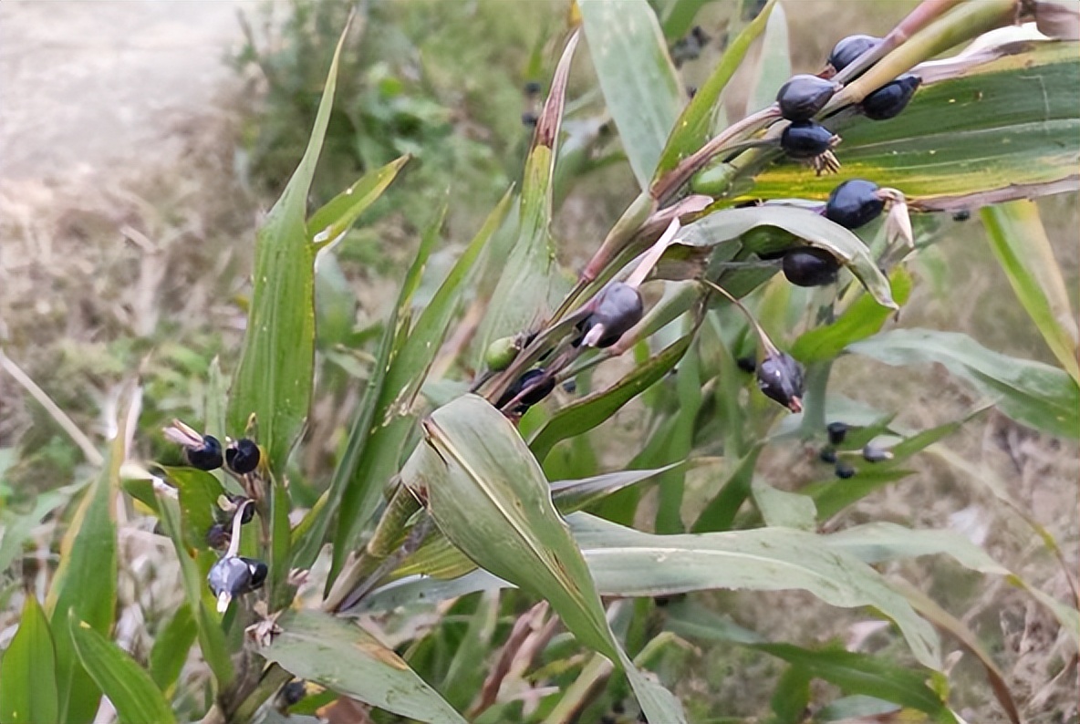 小孩佩戴它会尿床吗?殊不知18元1斤