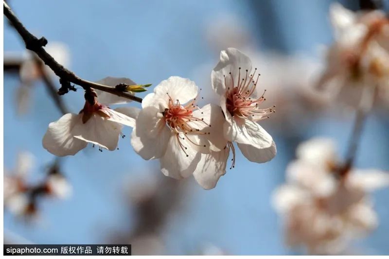 绝美长城赏花攻略，陶醉于漫山花枝疏影之间~