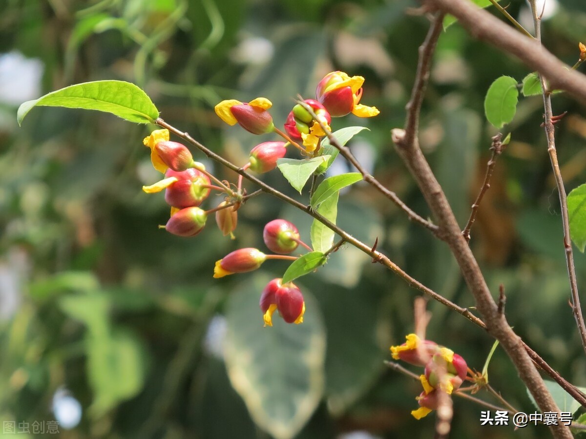 喜报！湖北九地入围国家级名单，将获得中央财政支持