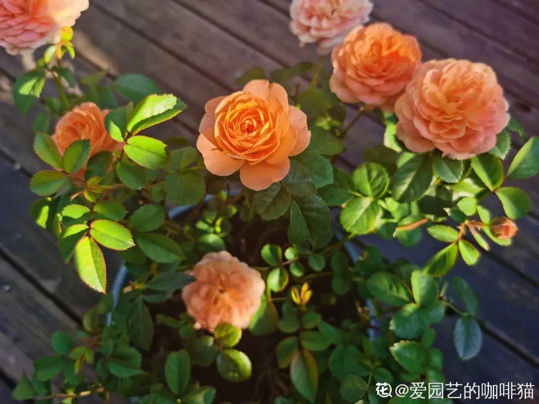 象征老人长寿的花（寓意老人健康长寿的花）