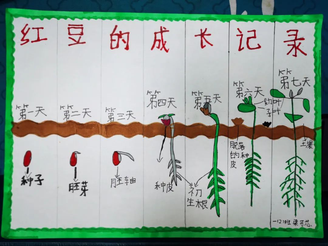 张槎有个“绿色学校”，学生用实际行动妆点美丽校园→