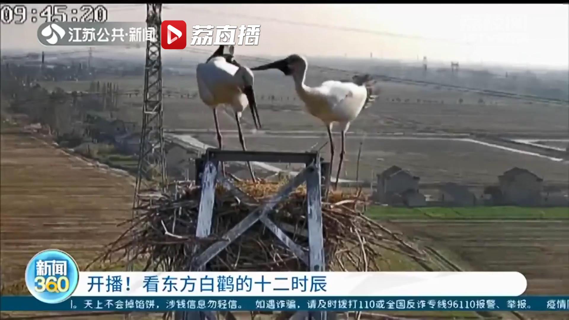 24小时直播东方白鹳！动物保护部门和供电公司共建视频 用于研究和保护