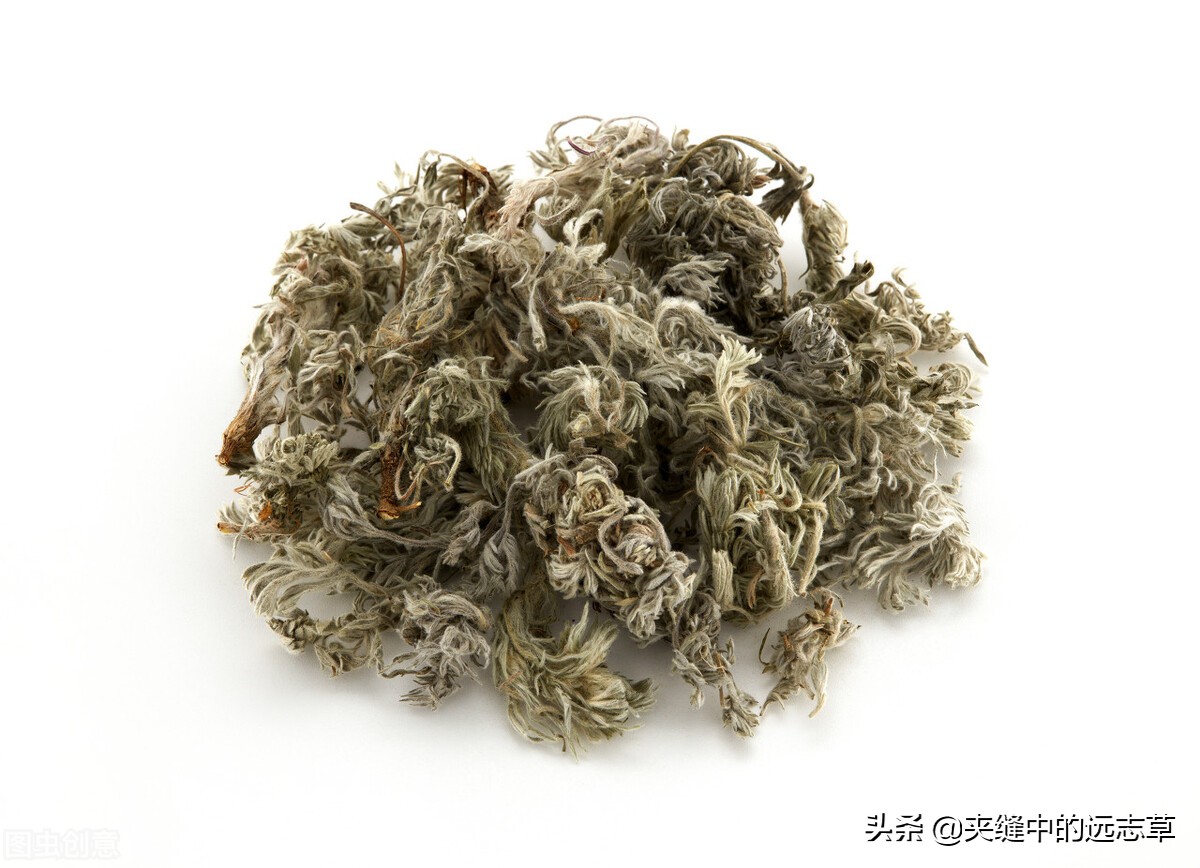 海金沙并非是沙,也不生长在海中,它是一种草,每逢秋季未待孢子脱落时