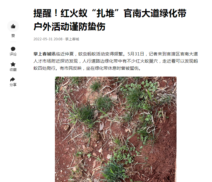 红火蚁入侵中国12省,被咬一口可能致命