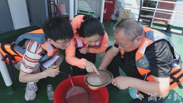 长江的“喜讯”：宜都出现大量鱼卵，三峡水库“护渔”见效？