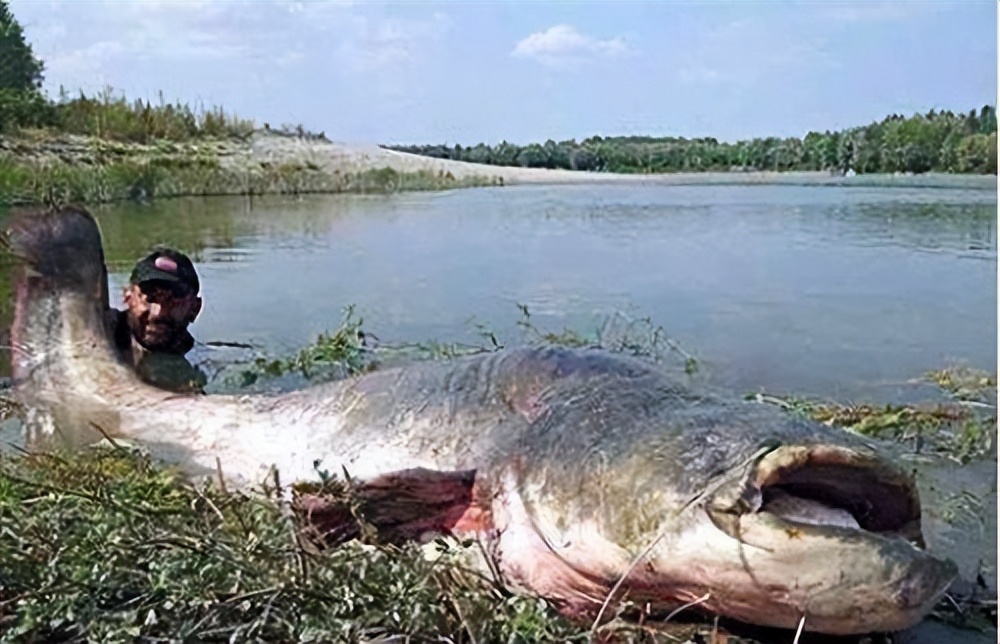 世界上最大的鱼