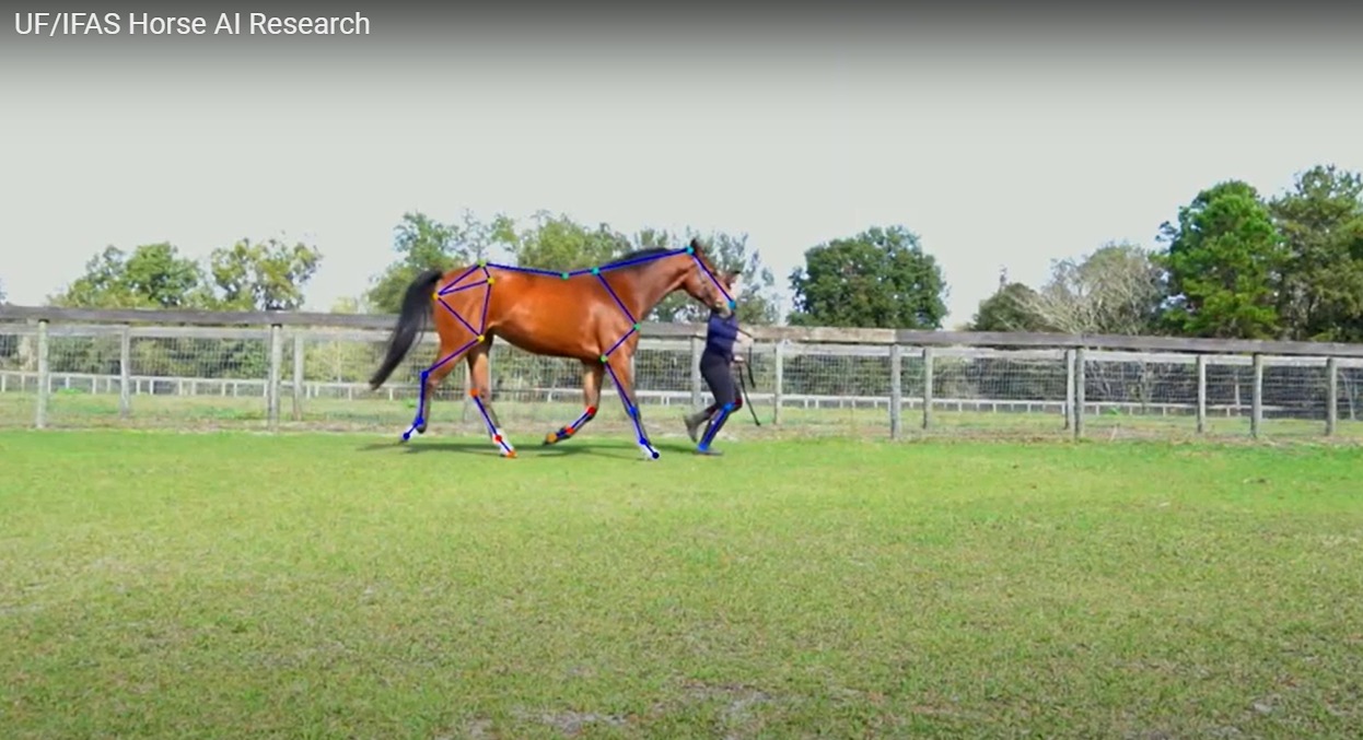 佛罗里达大学研究人员将使用人工智能评估牲畜的流动性