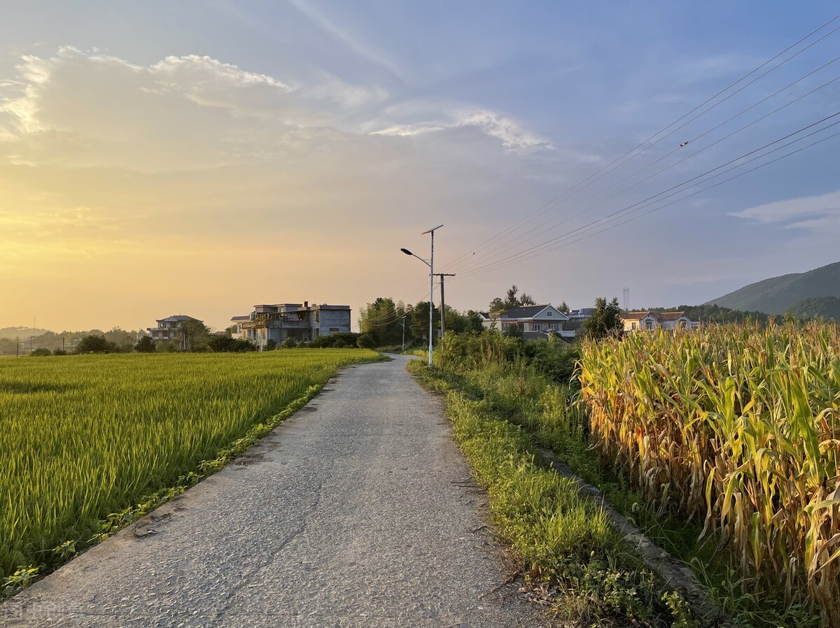 散文 : 家乡的路