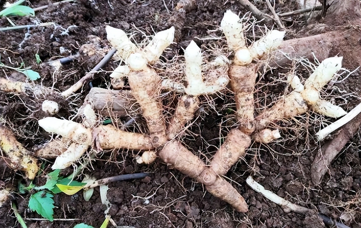 像竹子的盆栽植物叫啥（这款药材常常被误认为竹子）