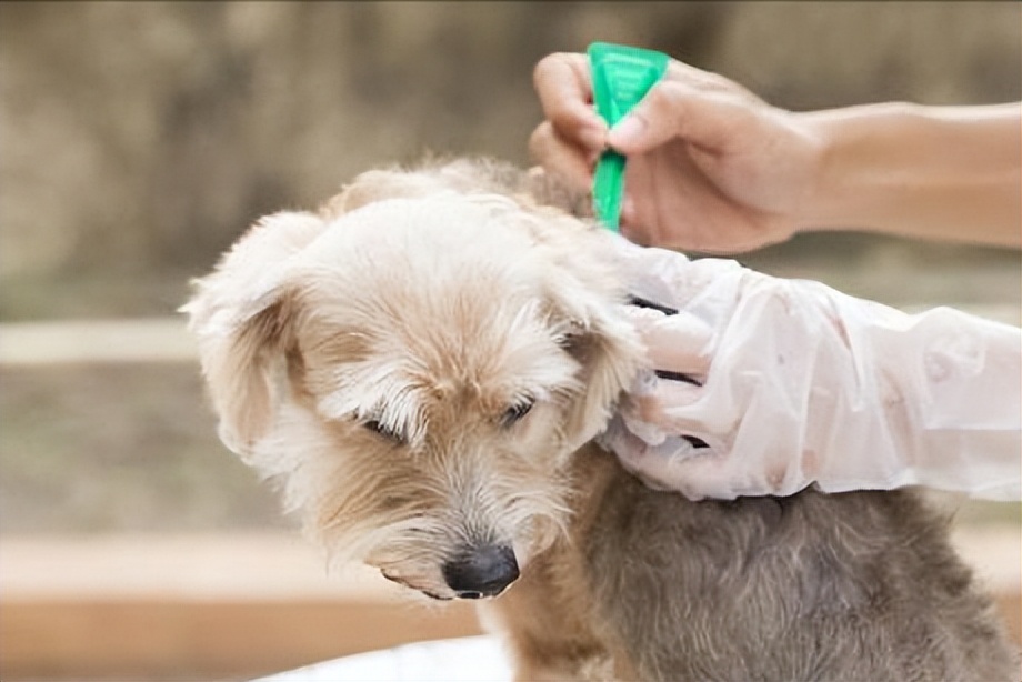 7个狗狗“性冷知识”，养狗多年，你都未必清楚