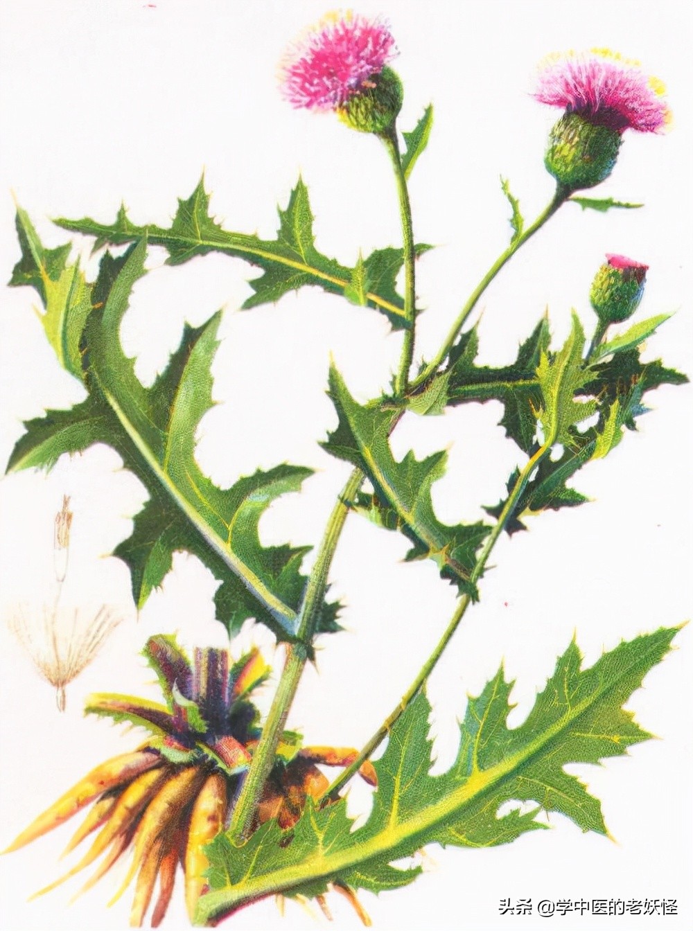 小蓟的功效与作用-我的快乐小窝