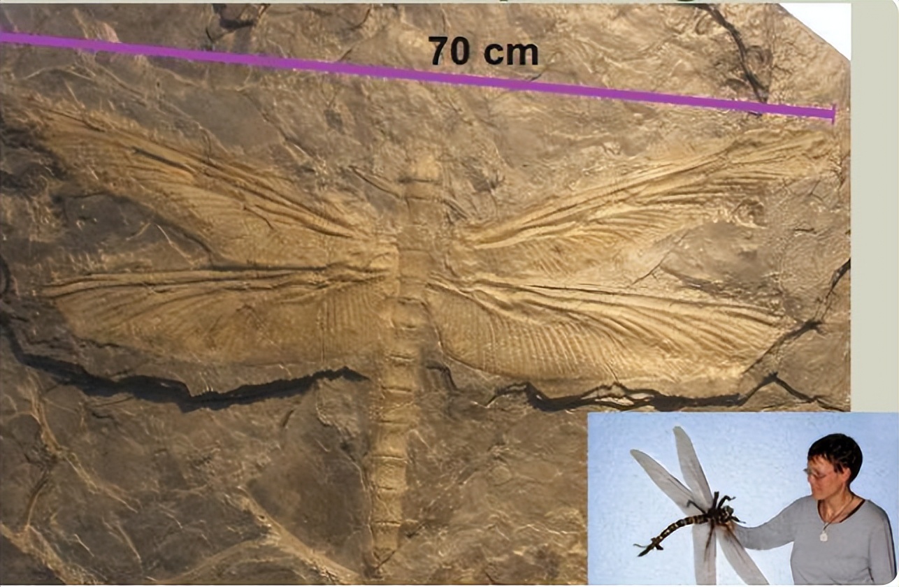蜻蜓的幼虫水虿凶猛的猎食者异形的原型