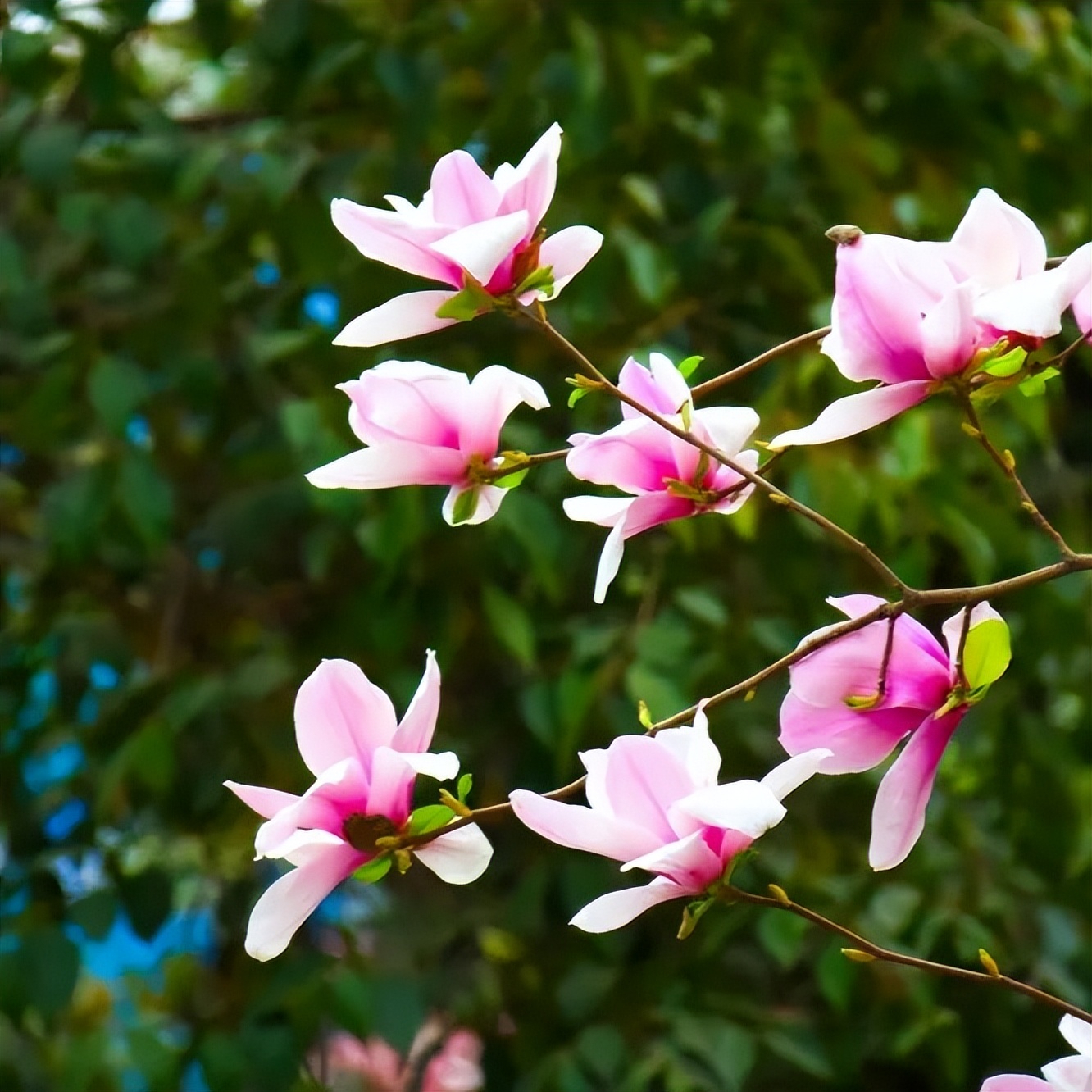 ����������������ץ��ʵ �̻�����������