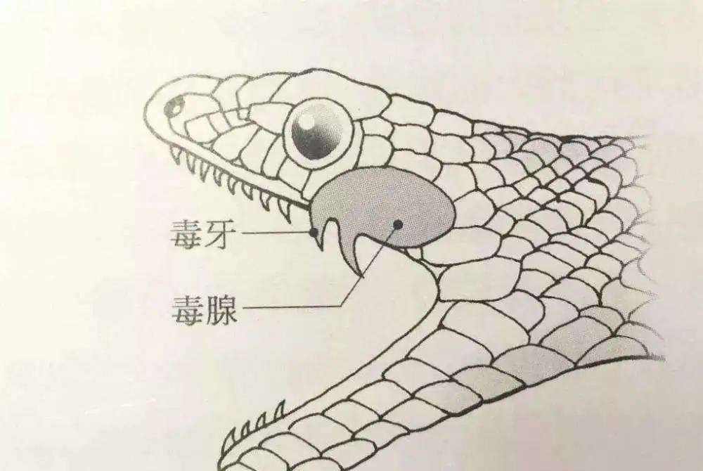 我国陆地第一毒蛇，天生害羞不敢攻击人，为啥夜钓人成攻击目标？