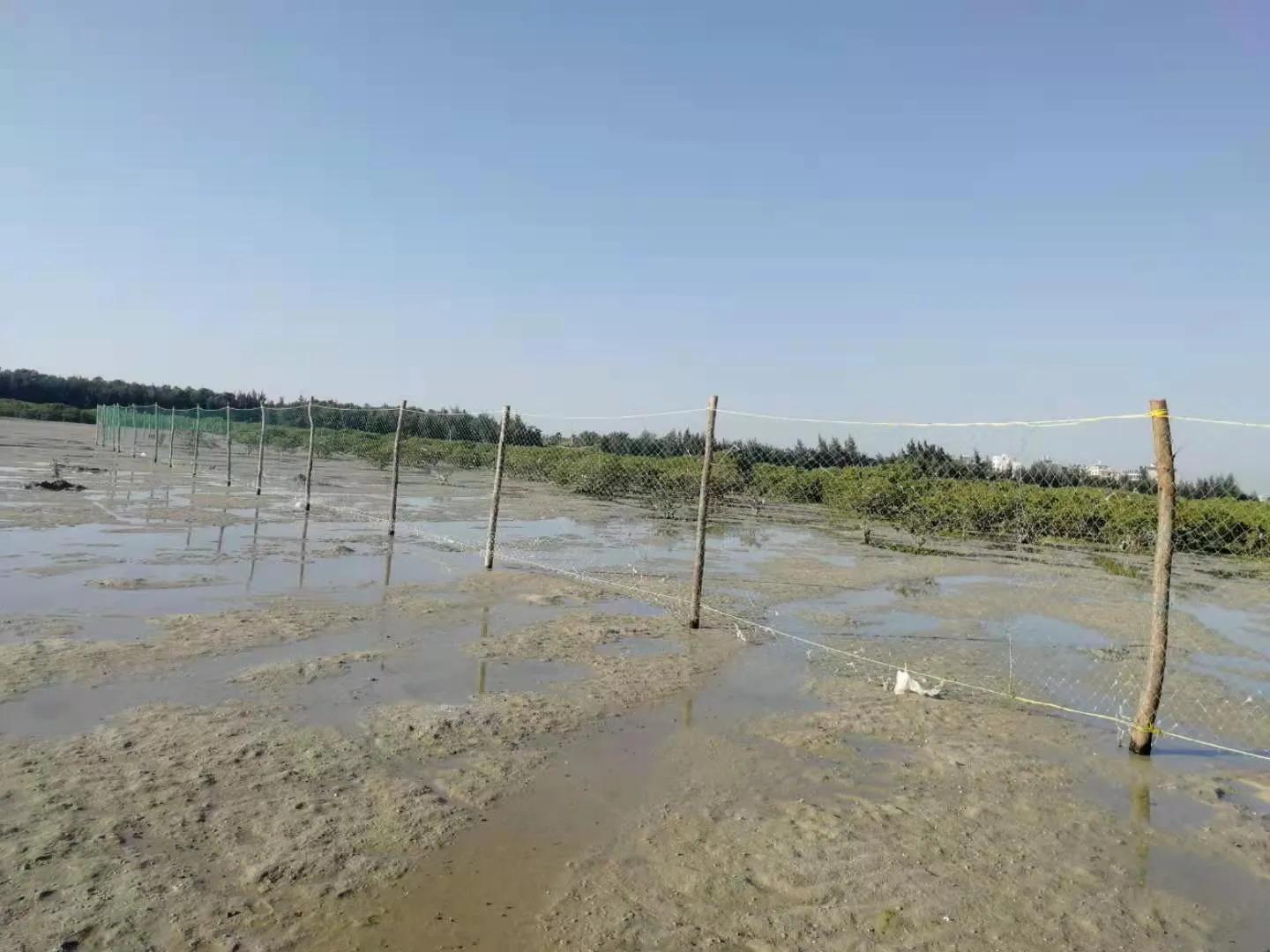 北海龍潭下村趕海挖沙蟹遊玩