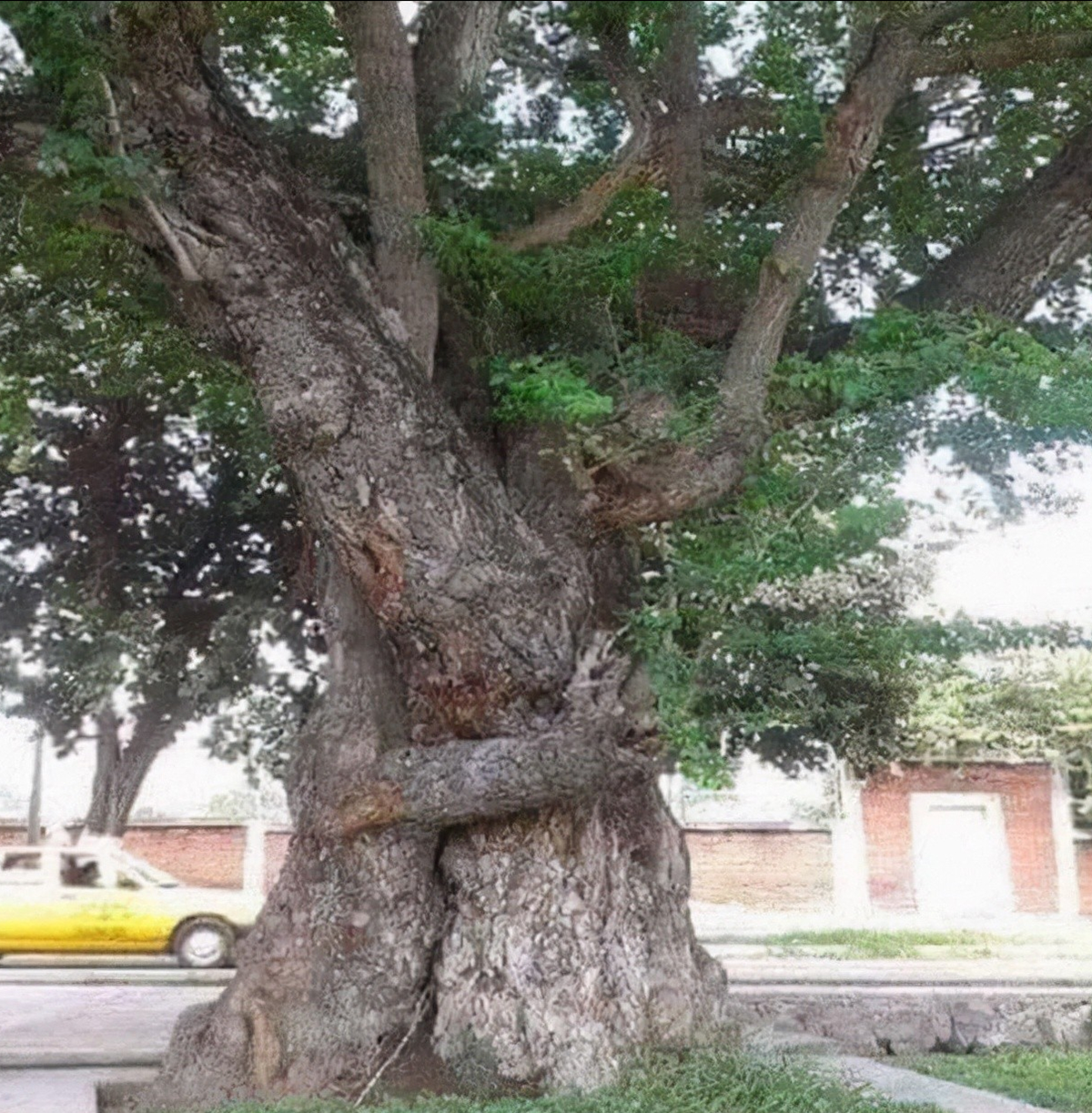 32张难得一见的图片,两棵大树抱在一起,鲶鱼被甲鱼卡住喉咙