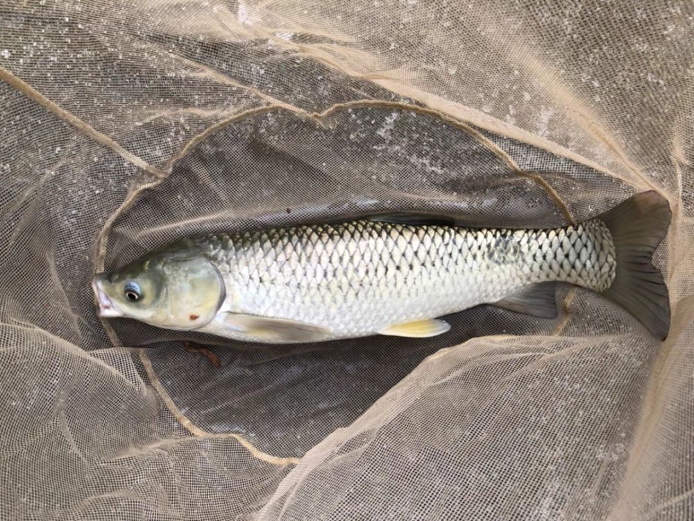 5种淡水鱼便宜有营养,多让孩子吃不仅可以长高,还能够长大脑