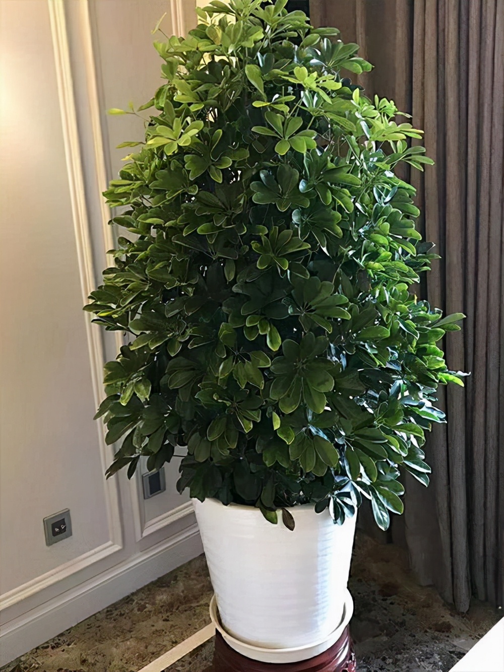 长寿树图片(家里有棵树) - 赤虎壹号