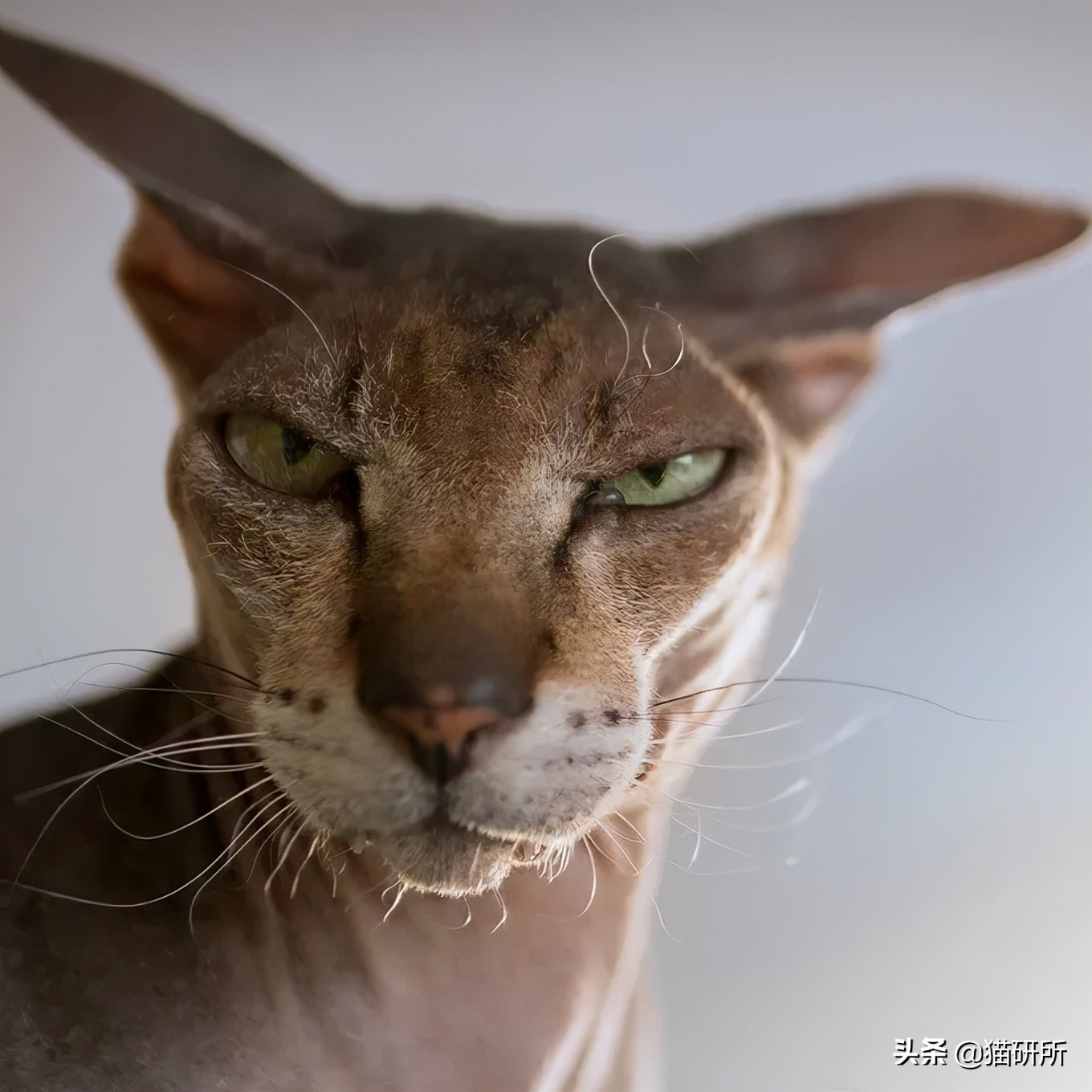 猫咪这么可爱！居然要制裁TA