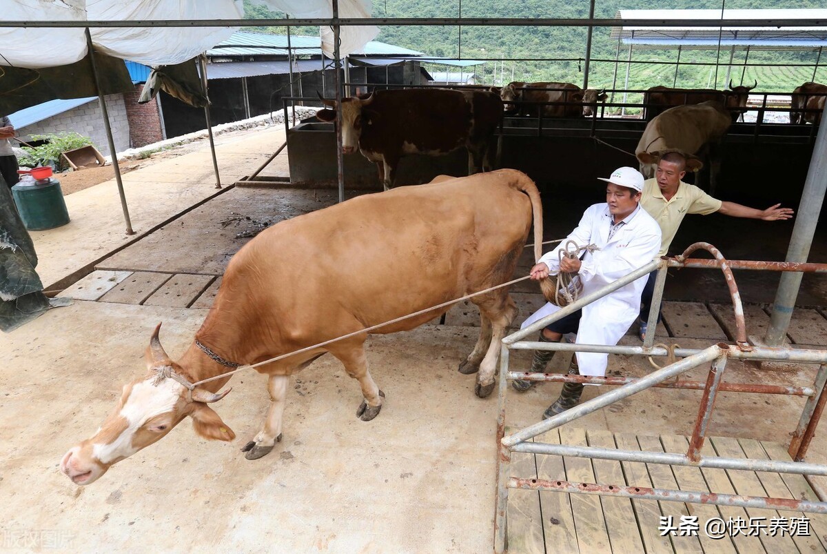 「一头牛宰牛」一头牛多少钱（一头牛宰后可卖多少钱）