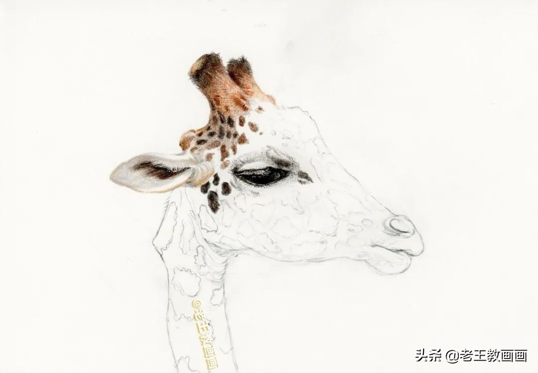 动物怎么画才生动？教你画一只长颈鹿