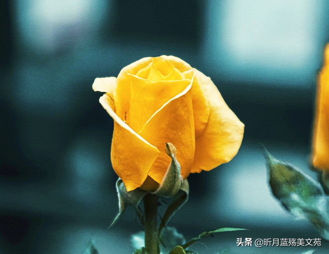 时间很浅，爱，爱情，请思考你