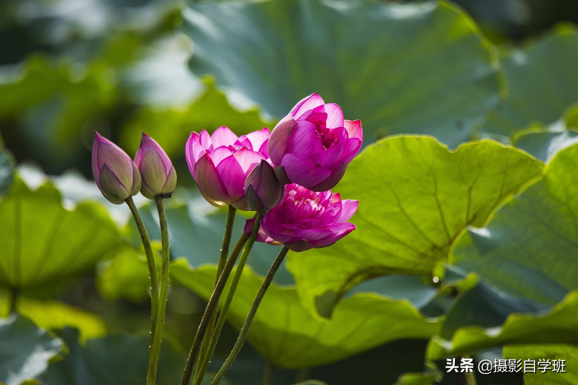 荷花攝影10個構(gòu)圖技巧，拍荷花用對構(gòu)圖，事半功倍