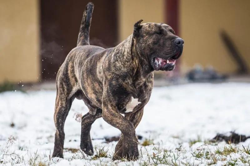 世界法律禁养的三种猛犬(世界十大禁养猛犬排行榜 人人都想养但却被禁的十大犬种)