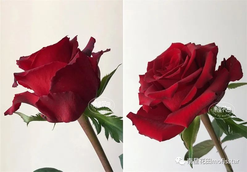 传奇玫瑰花图片（传奇玫瑰花的品种和特征介绍）