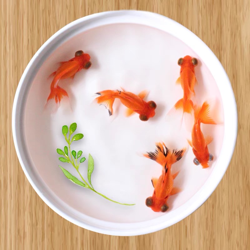 金鱼品种大全之龙种金鱼 天天看点