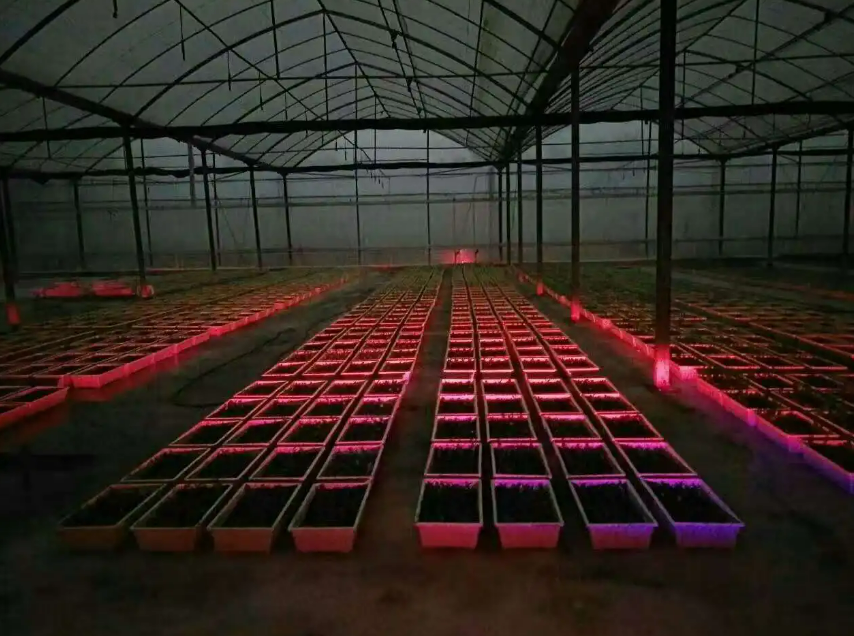 国外小伙造激光机器人1小时除草10万株，地毯式“轰炸”，AI识别