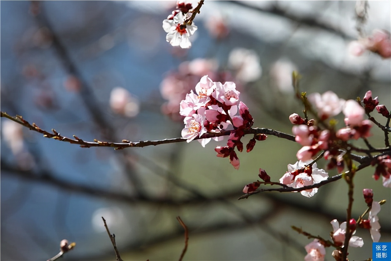 3月和春天有个约会，绽放在林芝的雪域桃花，惊艳时光的一场邂逅