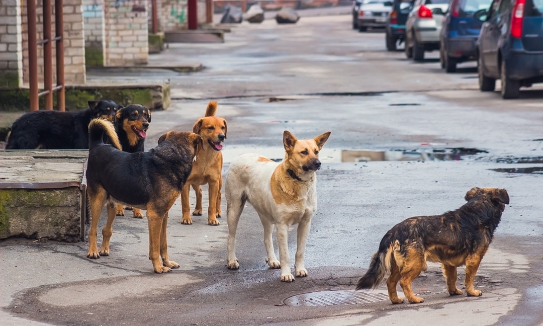 婴儿打狂犬疫苗伤害（男童被黑狗扑咬）