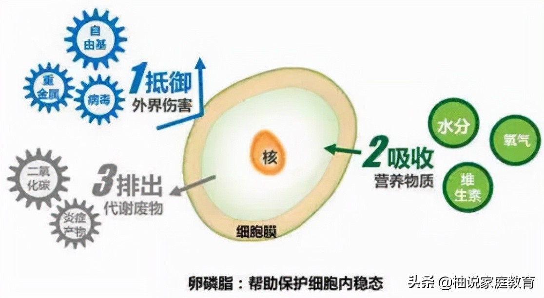 新生儿的体重，无形之中暗示了宝宝的智商，不是迷信而有科学依据