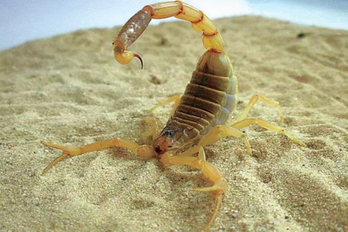 最漂亮的蝎子图片