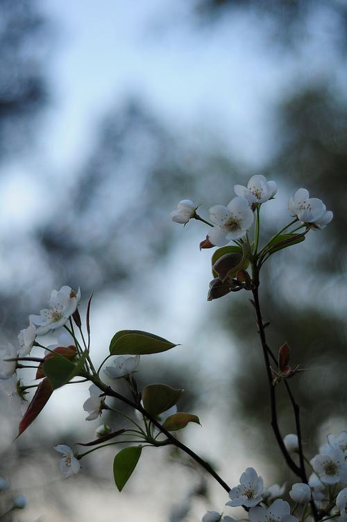 散文：暮春风暖，荡飏茶烟，旧时深情，雨中花殇