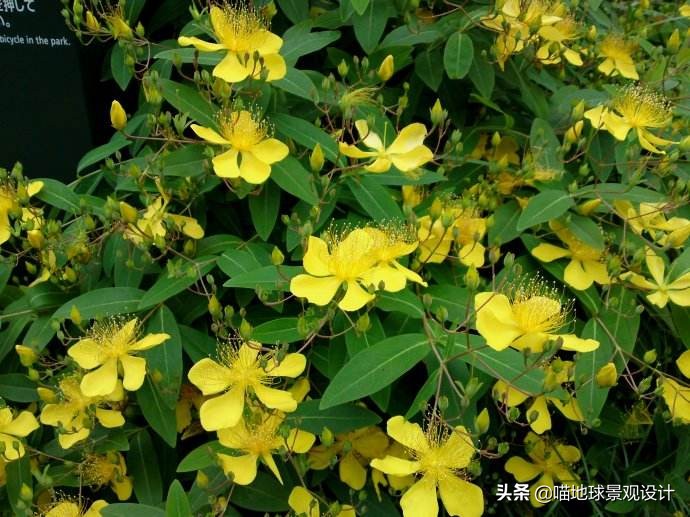 私家庭院景观设计：适合南京、合肥一带种植的常绿灌木