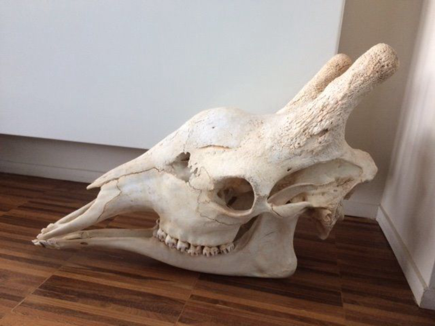 若遇到危险,长颈鹿为自保有多凶猛?